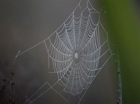 venomous false widow spiders thriving in mild weather are venturing