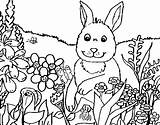 Coloring Rabbit Country Coloringcrew sketch template