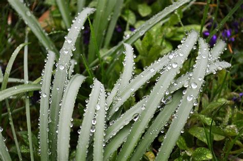 grass rain drops  photo  pixabay pixabay