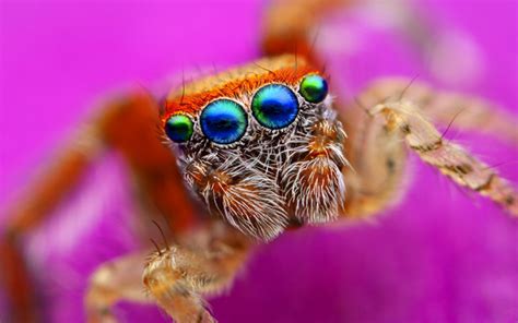 spider eyes aghipbacid