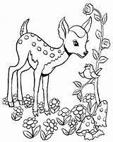 Coloring Deers Deer Print Kids Pages sketch template