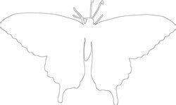 butterfly outline  wings open template butterfly outline