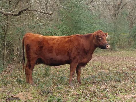 certified red angus cows herd dispersal texas