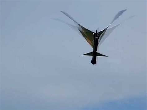 armys  drone      bird   attacked   hawk business insider