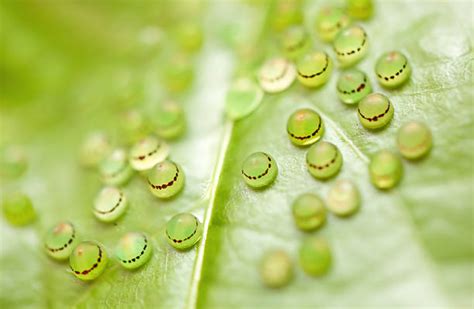 blauer morpho fotos bilder und stockfotos istock