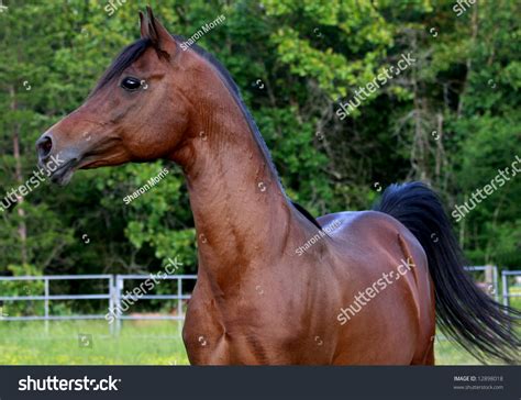 bay arabian stallion stock photo  shutterstock