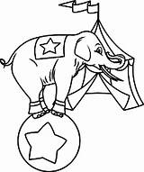 Elephant Ball Coloring Circus Standing Netart sketch template