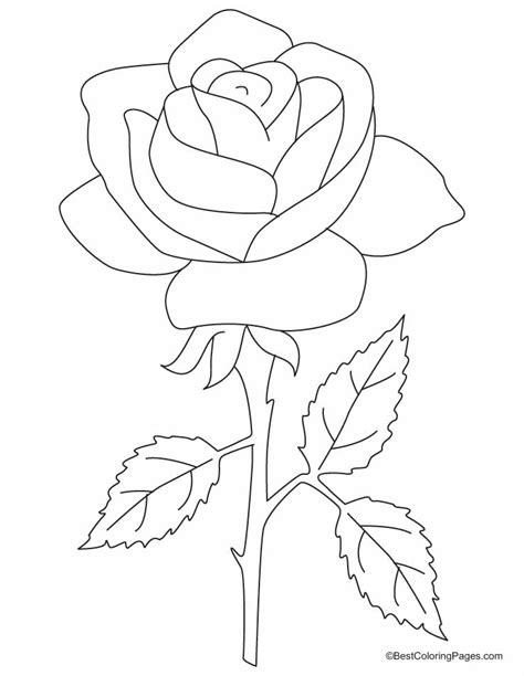 roses colouring pages