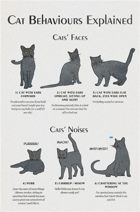 names    ceoolsson americaninfographic cat  images