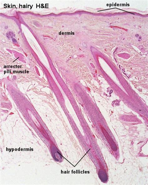 skin  hair follicles histology basic anatomy  physiology integumentary system human