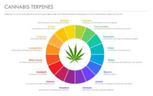 terpenes   applications  recreational