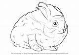 Rabbit Angora Draw Drawing Step Animals Outline Other Getdrawings Learn Skeleton sketch template