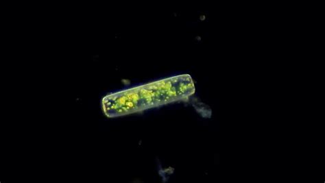 live diatom algae chloroplasts motion stock footage video
