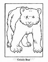 Grizzly Bear Coloring Pages Drawing Line Getcolorings Getdrawings sketch template