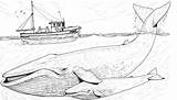 Whales Blauwal Humpback Balenottera Azzurra Ausmalbild Jungtier Mutter Template Ausdrucken Bestcoloringpagesforkids sketch template