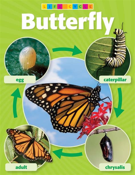 butterfly life cycle photo chart butterfly life cycle pinterest