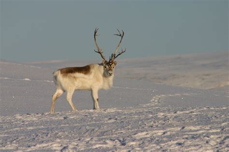 canadian caribou herd rebounds  future uncertain eye   arctic