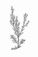 Sagebrush Nevada Artemisia sketch template
