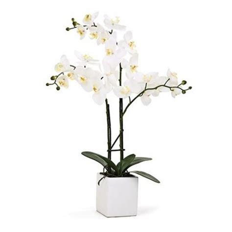 Growing Orchids At Home Orchids Orchids Growing Orchids Glass Vase