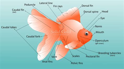 goldfish external anatomy solid gold aquatics