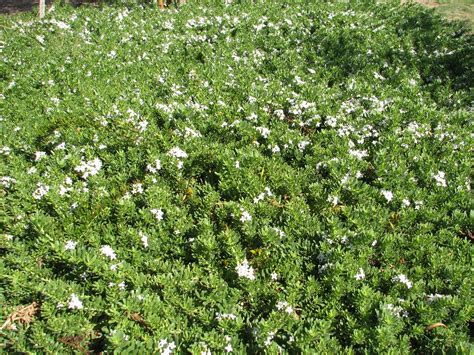 Myoporum Parvifolium Creeping Boobialla — Australian Outback Plants
