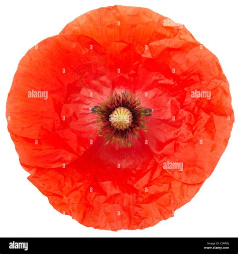 poppy cut   res stock photography  images alamy