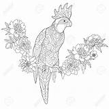 Coloring Cockatoo Pages Parrot Popular Drawing Tropical sketch template