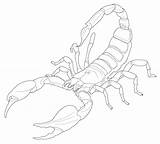 Scorpion Escorpion Escorpiones Escorpión Infantil Escorpio Colorier Coloriages Lineart sketch template