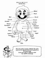 Anatomy Coloring Pages Human Heart Book Kids Printable Mario Physiology Anatomical Colouring Bootleg Clipart Adults Books Body School Pdf Color sketch template
