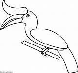 Hornbill Coloringall sketch template