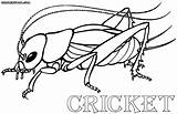 Insect Designlooter Colorings sketch template
