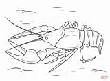 Crawfish Crustacean Krebs Ausmalbilder Colorare Ausmalbild Gambero Crayfish Flusskrebse Designlooter sketch template