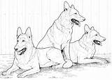 German Shepherd Coloring Pages Dog Dogs Printable Color Print Kids Realistic Shepherds Husky Siberian Adult Drawing Animals Puppy Supercoloring Colouring sketch template