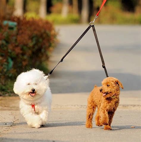 dubbele riem honden duo hondenriem twee honden uitlaten    hondenriem bolcom