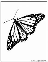 Papillon Monarque Papillons Coloriages sketch template
