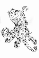 Octopus Ringed Designlooter Granato sketch template