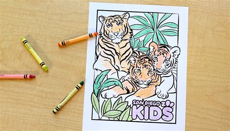 coloring page tiger family san diego zoo kids