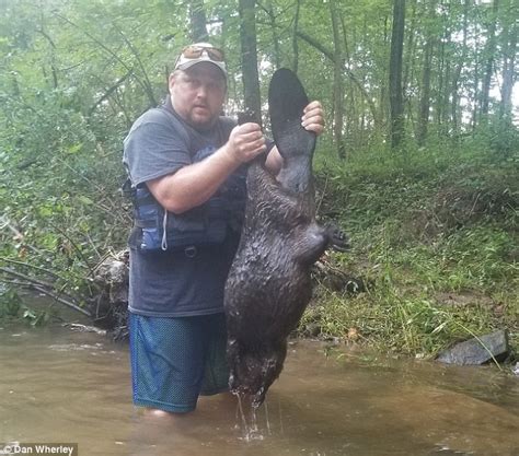pennsylvania man fights off and kills a rabid beaver that attacked him