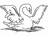 Cisne Swan Fofo Pintarcolorir Encontrar Tudodesenhos sketch template