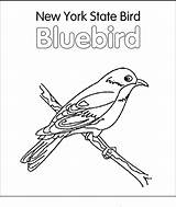 Bird Coloring State Pages Blue Flower Arkansas Birds York Printable sketch template
