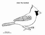 Cardinal Coloring Support Sponsors Wonderful Please Coloringnature sketch template