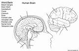 Worksheet Anatomy Cerebro Worksheets Dibujo Ausmalbilder Ejercicio Gehirn Mózg Arbeitsblatt Kolorowanka Schemat Człowieka Dzieci Rysunek Obraz Lobes Supercoloring Ausmalbild 99worksheets sketch template