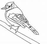 Uccello Colorare Oiseau Tropicale Disegno Aves Pintar Tropicales Coloriage Ocell Colorier Uccelli Acolore Dibuix Dibuixos Pajaro Pájaro Coloritou Oiseaux sketch template