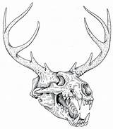 Deer Skull Drawing Easy Drawings Paintingvalley sketch template