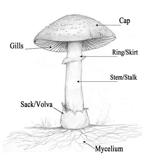 mushroom diagram labeled kobo  coffee animals coloring book  fun