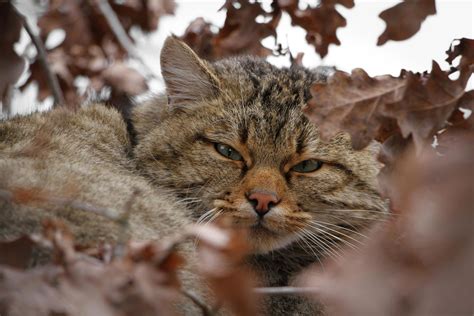 wildcats threatened   domestic cousins eurekalert