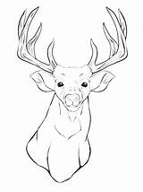 Deer Coloring Pages Head Printable Reindeer Buck Drawing Animal Mule Whitetail Silhouette Getcolorings Clipart Antler Outline Adult Tail Kids Color sketch template