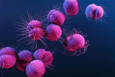 Gonorrhea Disease Or Condition Of The Week Cdc