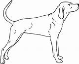 Coonhound Clipart Dog Outline Coon Coloring Pages Clipground Clip Template sketch template