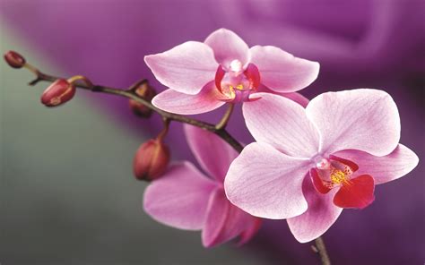Pink Orchid Flowers 2560x1600